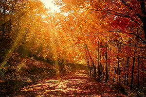 Sunlit Forest Path Lined With Vibrant Orange And Red Autumn Foliage HD wallpaper