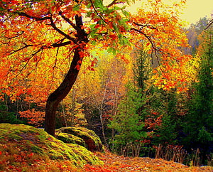 Vibrant Autumn Forest With Orange Leaves And Mossy Rocks HD wallpaper