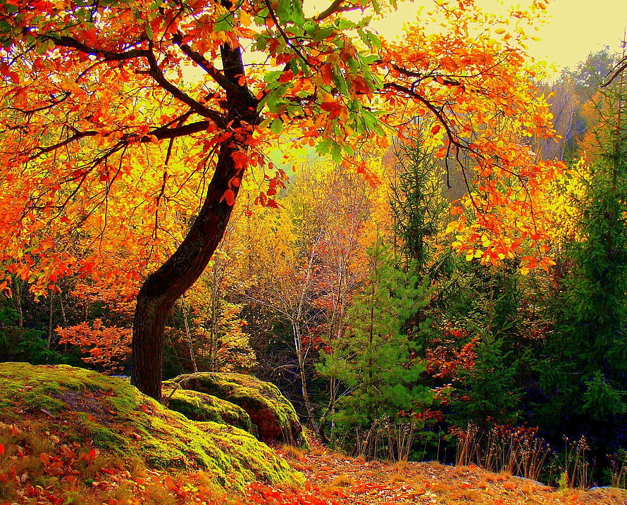 Vibrant Autumn Forest With Orange Leaves And Mossy Rocks HD wallpaper