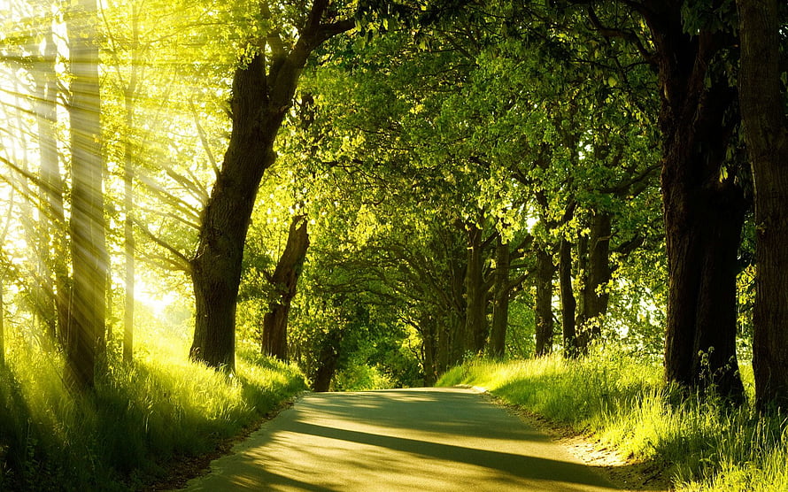 Sunlit Forest Path Lined With Tall Trees And Lush Green Foliage HD wallpaper