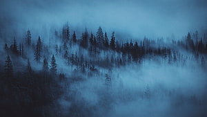 Misty Blue Forest Landscape With Foggy Pine Trees And Eerie Atmosphere HD wallpaper