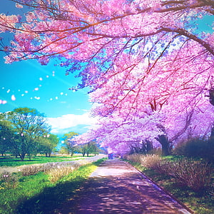 Vibrant Pink Cherry Blossom Tunnel Pathway in Spring Park HD phone wallpaper