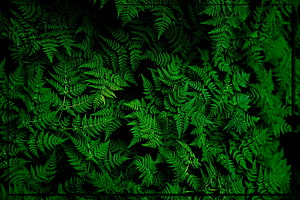 Lush Green Fern Fronds in Dense Forest Undergrowth HD wallpaper