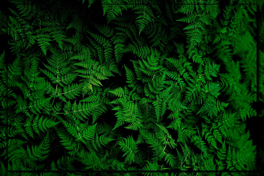 Lush Green Fern Fronds in Dense Forest Undergrowth HD wallpaper