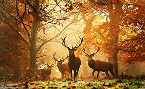 Majestic Red Deer Stags in Golden Autumn Forest HD wallpaper