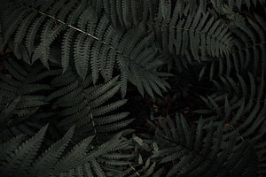 Dark Moody Fern Fronds in a Dense Forest Undergrowth HD wallpaper