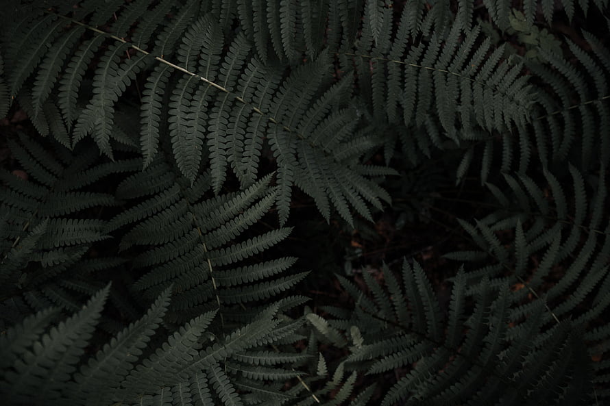 Dark Moody Fern Fronds in a Dense Forest Undergrowth HD wallpaper