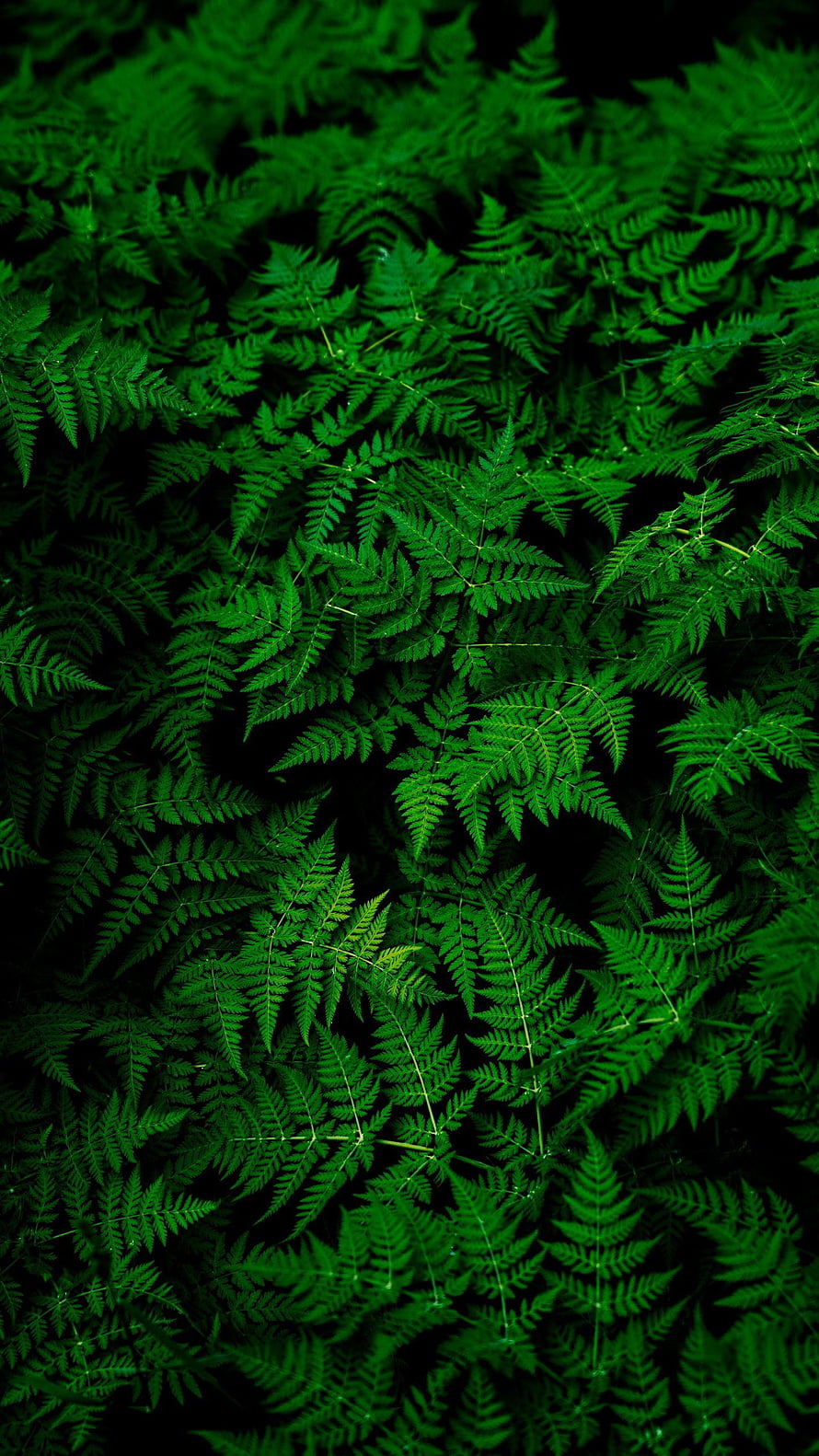 Lush Green Fern Fronds in Dense Forest Undergrowth HD phone wallpaper