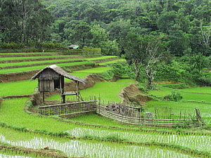 Traditional wooden hut in lush green terraced rice paddies surrounded by dense tropical forest HD wallpaper