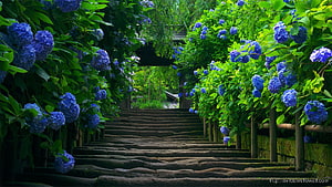 Serene Stone Staircase Lined With Vibrant Blue Hydrangeas In A Lush Japanese Garden HD wallpaper