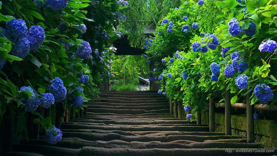 Serene Stone Staircase Lined With Vibrant Blue Hydrangeas In A Lush Japanese Garden HD wallpaper