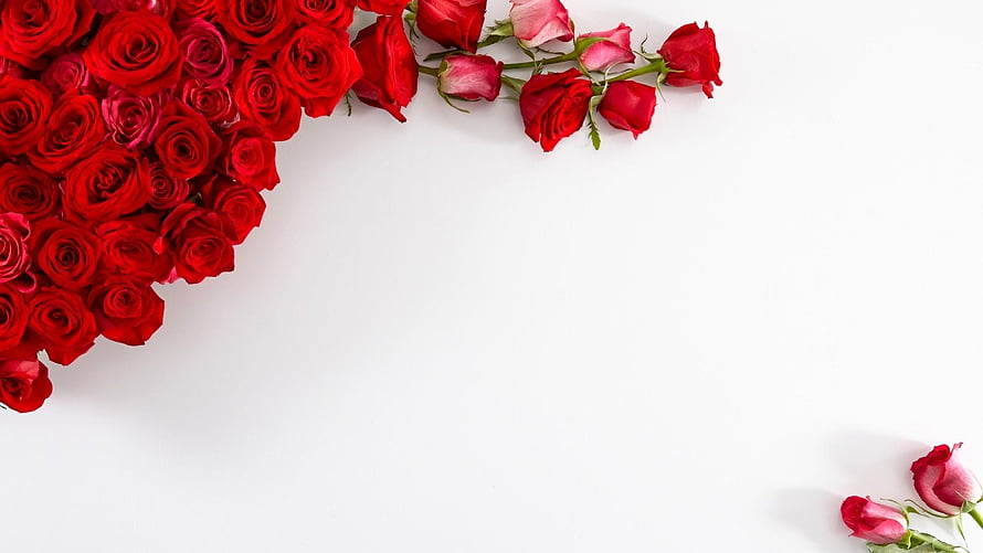 Red Rose Floral Arrangement on White Background with Minimalist Negative Space HD wallpaper