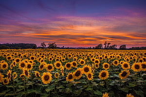 Vibrant Sunflower Field Under a Dramatic Sunset Sky with Purple and Orange Clouds HD wallpaper
