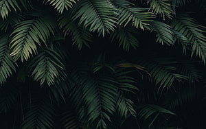 Dark Tropical Palm Fronds Against Black Background HD wallpaper