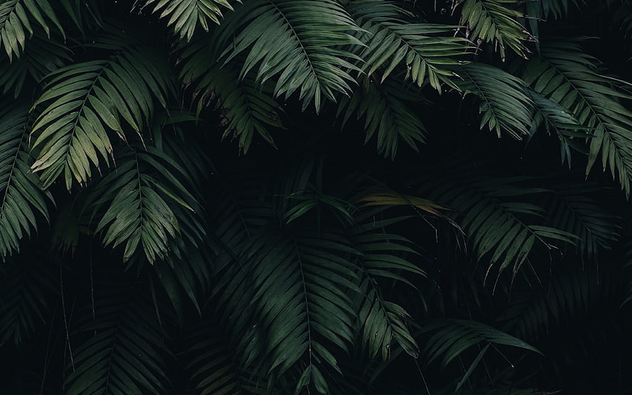 Dark Tropical Palm Fronds Against Black Background HD wallpaper