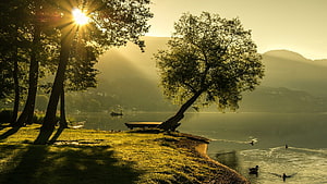Golden Sunrise Over a Misty Lake with Silhouetted Trees and Ducks HD wallpaper