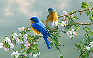 Eastern Bluebirds Perched on a Blossoming Spring Branch HD wallpaper
