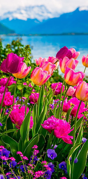 Vibrant Pink and Purple Tulips Blooming by a Lake with Snowy Mountains HD phone wallpaper