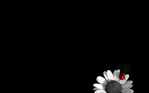 Minimalist Ladybug on White Daisy Against Black Background HD wallpaper