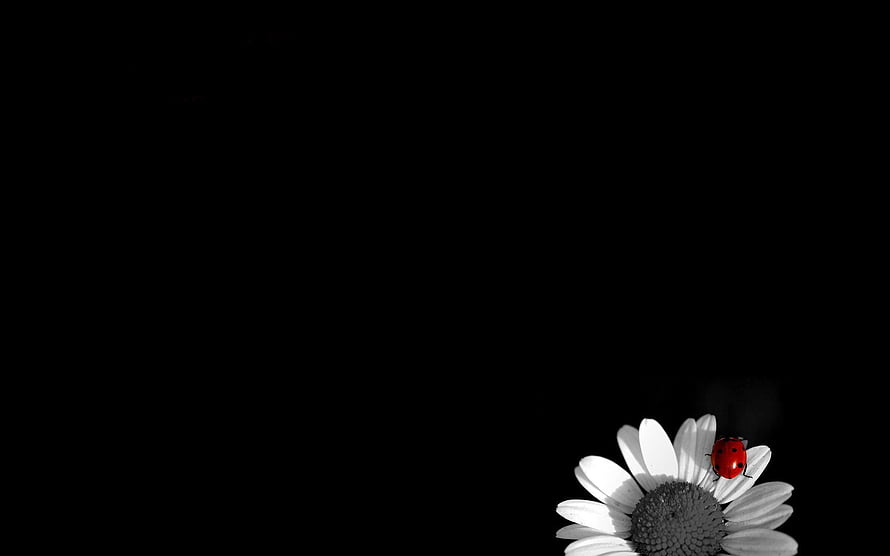 Minimalist Ladybug on White Daisy Against Black Background HD wallpaper