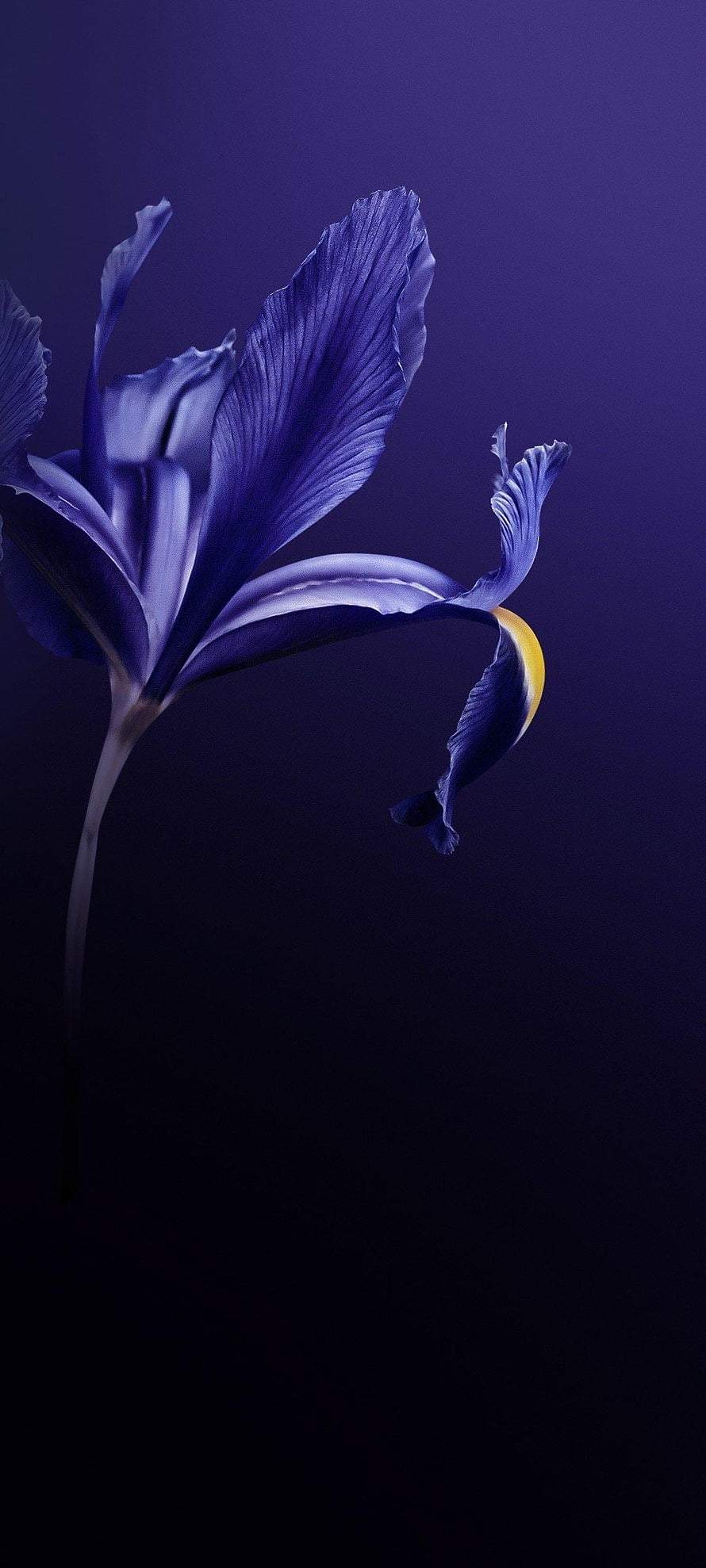 Elegant Blue Iris Flower with Yellow Accent on Dark Purple Background HD phone wallpaper