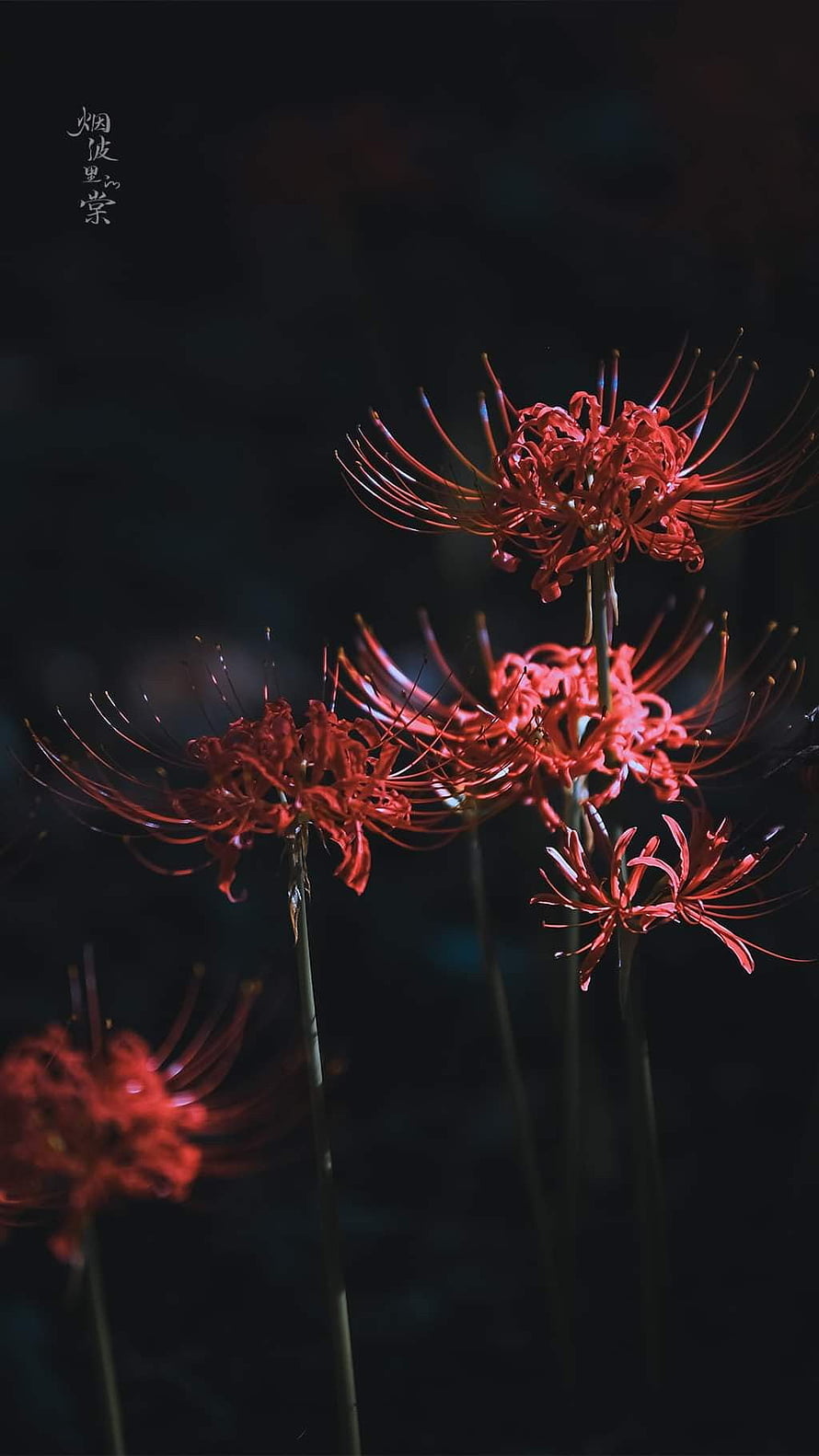 Red Spider Lily Blooms Against a Dark Background HD phone wallpaper