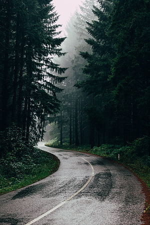 Misty Forest Road Winding Through Tall Pine Trees HD phone wallpaper