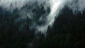 Dark Misty Evergreen Forest Landscape with Dramatic Fog and Moody Atmosphere HD wallpaper