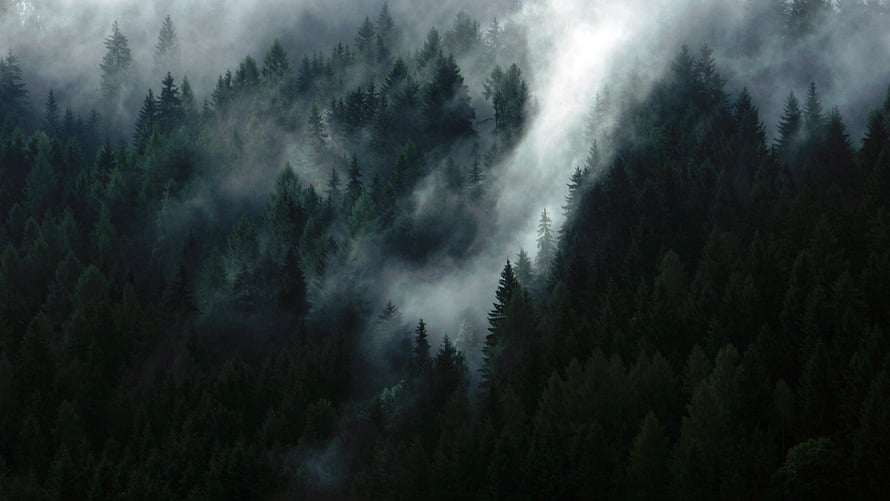 Dark Misty Evergreen Forest Landscape with Dramatic Fog and Moody Atmosphere HD wallpaper