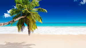 Tropical Beach Scene With Leaning Palm Tree, Turquoise Ocean, White Sand, and Clear Blue Sky HD wallpaper