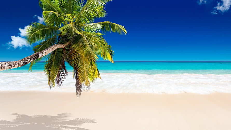 Tropical Beach Scene With Leaning Palm Tree, Turquoise Ocean, White Sand, and Clear Blue Sky HD wallpaper