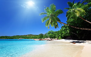 Tropical Paradise Beach with Turquoise Water and Palm Trees HD wallpaper
