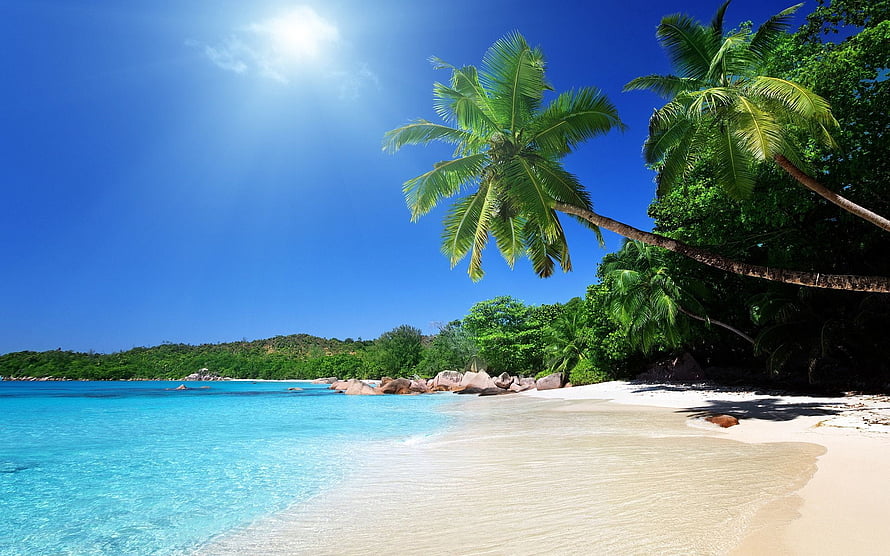 Tropical Paradise Beach with Turquoise Water and Palm Trees HD wallpaper