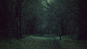 Misty Dark Forest Path with Bare Trees and Eerie Atmosphere HD wallpaper