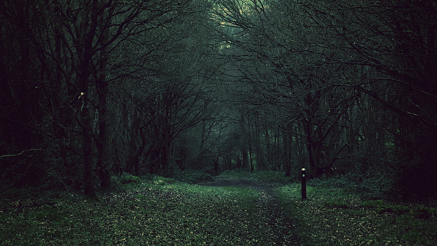 Misty Dark Forest Path with Bare Trees and Eerie Atmosphere HD wallpaper