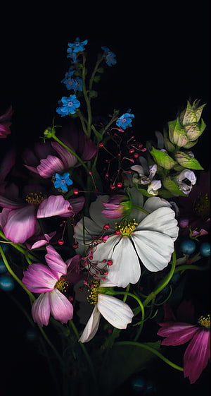 Vibrant Mixed Flower Bouquet with Cosmos and Forget-me-nots on Black Background HD phone wallpaper