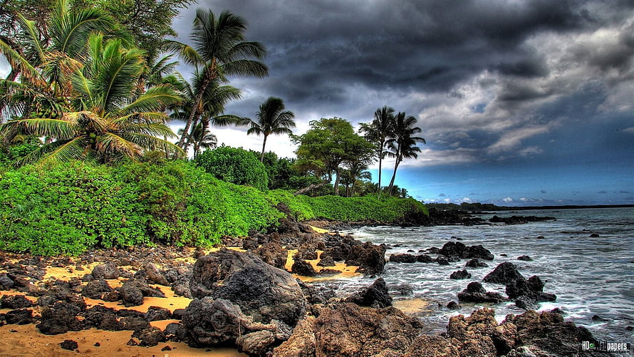 Dramatic Tropical Coastline with Palm Trees and Stormy Sky HD wallpaper