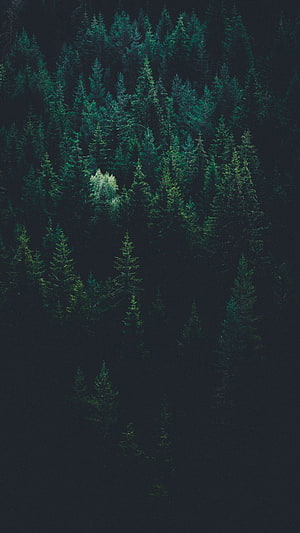 Aerial View of Dark Evergreen Forest Canopy in Deep Shadow HD phone wallpaper