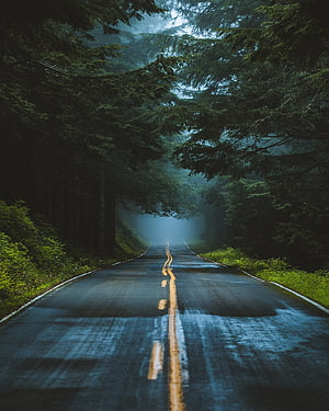 Misty Forest Road With Yellow Lines And Tall Pine Trees HD phone wallpaper