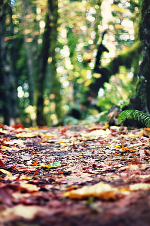 Autumn Forest Path With Fallen Leaves And Sunlight Bokeh HD phone wallpaper