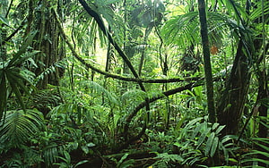 Dense Tropical Rainforest Canopy with Lush Green Foliage and Mossy Tree Trunks HD wallpaper