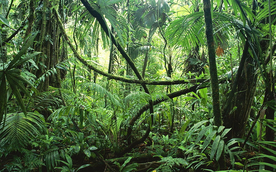 Dense Tropical Rainforest Canopy with Lush Green Foliage and Mossy Tree Trunks HD wallpaper