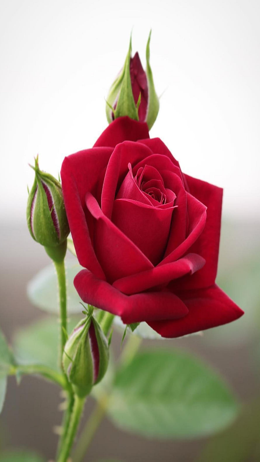 Vibrant Red Rose Bloom with Green Buds on a Soft White Background HD phone wallpaper