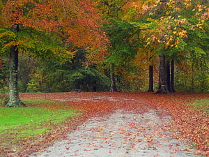 Autumn Forest Path Lined with Vibrant Foliage and Fallen Leaves HD wallpaper