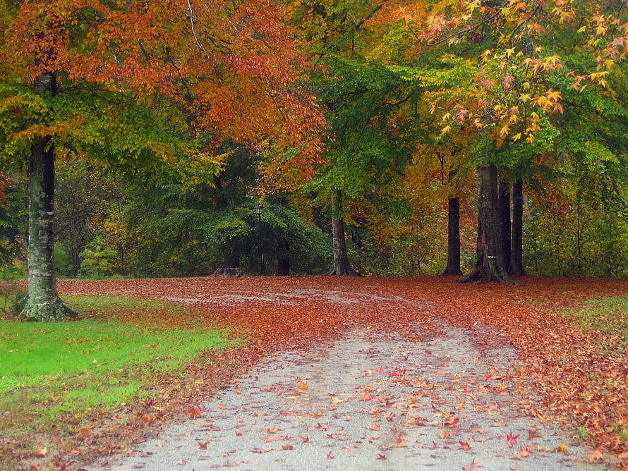 Autumn Forest Path Lined with Vibrant Foliage and Fallen Leaves HD wallpaper