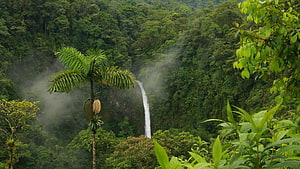 Tall Waterfall Cascading Through Dense Tropical Rainforest Canopy HD wallpaper