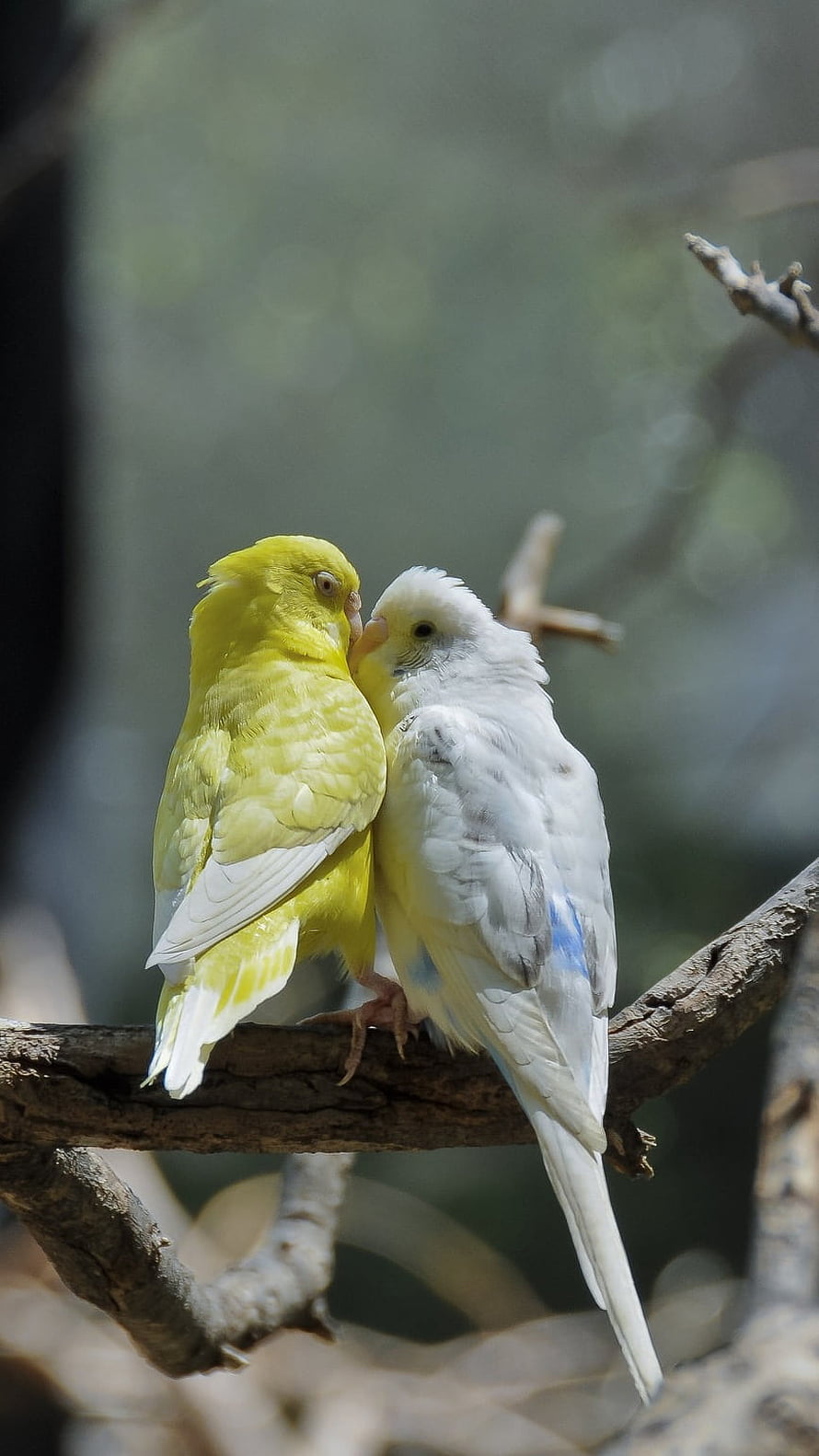 Yellow and White Budgerigars Perched Together on a Branch HD phone wallpaper