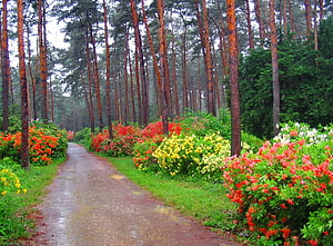 Winding Path Through a Pine Forest with Colorful Rhododendron Bushes HD wallpaper