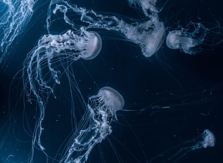 Ethereal Jellyfish Drifting in Deep Blue Ocean Waters HD wallpaper