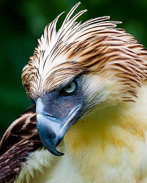Close-up portrait of a Philippine Eagle with striking plumage and intense gaze HD phone wallpaper